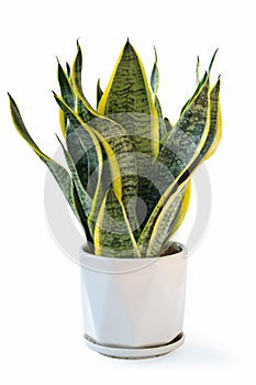 Variegated snake plant isolated photo