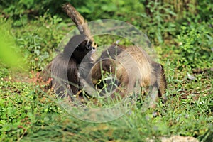 Variegated spider monkey