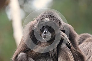 A variegated spider monkey also called brown spider monkey sitting