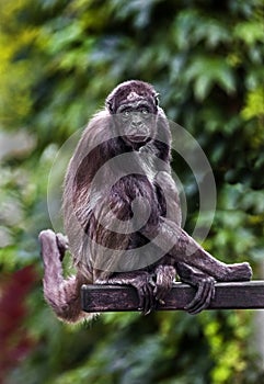 Variegated spider monkey 1
