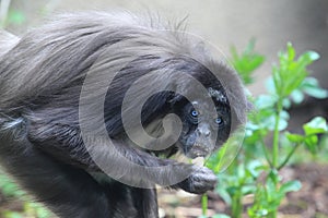 Variegated spider monkey photo