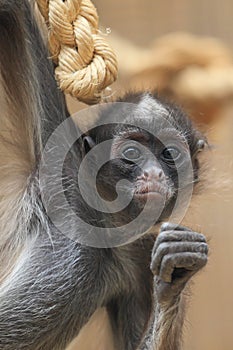 Variegated spider monkey photo