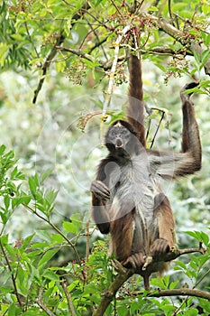 Variegated spider monkey