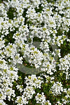 Variegated Spreading rock cress