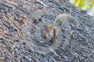 A variegated squirrel in Costa Rica