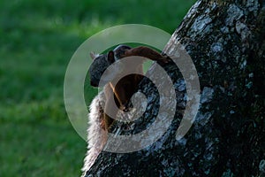 A variegated squirrel in Costa Rica