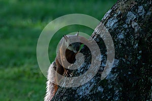 A variegated squirrel in Costa Rica