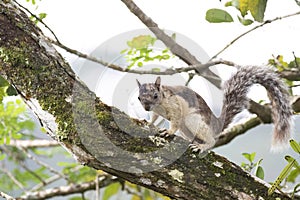 A Variegated Squirrel male on a tree branch