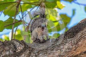 Variegated squirrel, Sciurus variegatoides, Coco, Costa rica wildlife