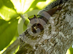 variegated squirrel, Sciurus variegatoides, eats the fruit of a tree. Costa Rica