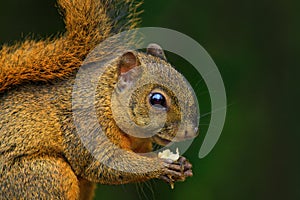 Variegated Squirrel, Sciurus variegatoides, with food, head detail portrait, Costa Rica