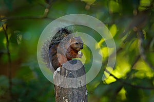 Variegated Squirrel, Sciurus variegatoides, with food, head detail portrait, Costa Rica, Wildlife scene from Central America