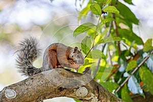 Variegated squirrel, Sciurus variegatoides