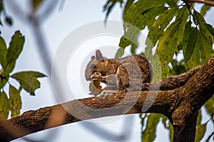 Variegated Squirrel (Sciurus variegatoides) Outdoors