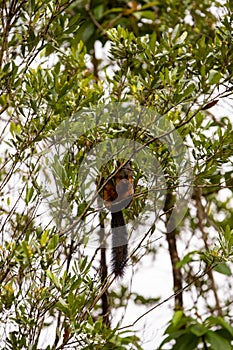 The variegated squirrel Sciurus variegatoides in tree