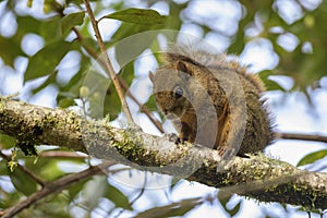 Variegated Squirrel - Sciurus variegatoides