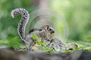 Variegated squirrel on the ground searching for food