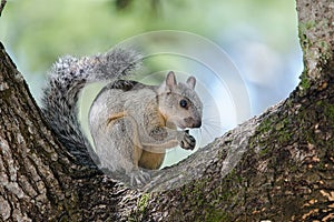 Variegated squirrel resting on a tree