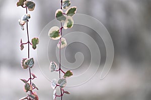 Variegated String of Heart Succulent Plant