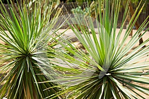 Variegated succulent agave or yucca plant