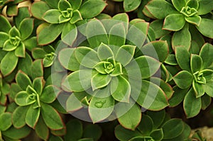 Variegated Succulent background