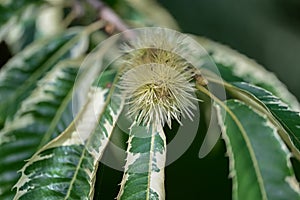 Variegated sweet chestnut Castanea sativa Albomarginata a spiky husk photo