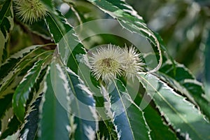 Variegated sweet chestnut Castanea sativa Albomarginata spiky husks photo