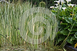 Variegated Sweet flag Acorus calamus Variegatus, in pond