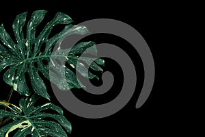 Variegated tropical leaves of foliage forest plant Monstera Monstera deliciosa the rare houseplant on black background, Swiss