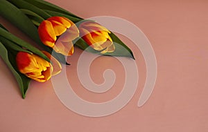 variegated tulip flowers yellow red on a pink background with copy space