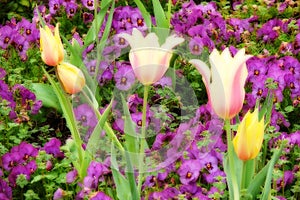 variegated tulips with purple pansies and a soft blur effect