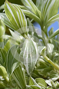 Variegated Wandering Jew