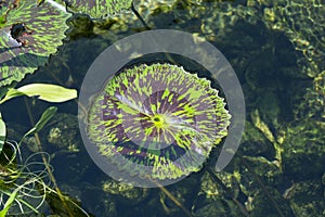 Variegated Waterlily Leaf