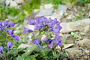 Variegated wrestler (Aconitum variegatum) flowers in a field