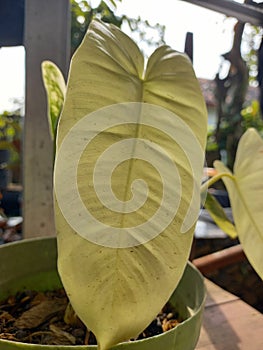 A variegated  yellow albino leaf leaf