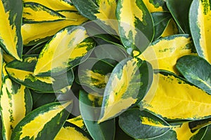 Variegated yellow and green leaves of dwarf umbrella plant Schefflera arboricola.