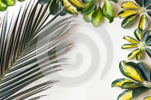 Variegated yellow and green leaves of dwarf umbrella plant Schefflera arboricola and the branch of palm trees on white background