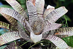 Variegated yucca close-up, Rosette. Tropical decorativ plant foliage, Macro photo of leaf, natural pattern, exotic