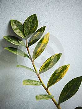 variegated zamioculcas zamifolia on blue background