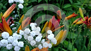 A varierty of flowers in the garden