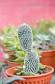 Varies cactus plant in the farm cameron highland.