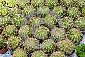 Varies cactus plant in the farm cameron highland.
