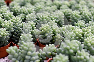 Varies cactus plant in the farm cameron highland.