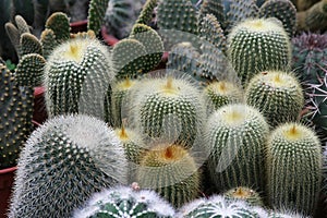 Varies cactuses