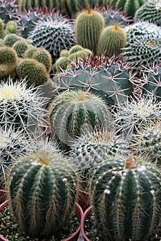Varies Cactuses