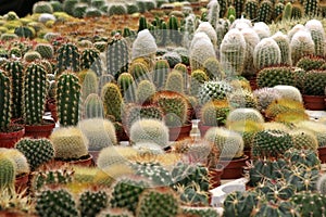 Varies Cactuses