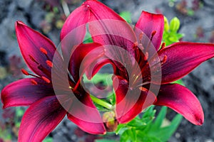 Varietal bright crimson lily