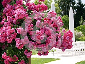 Varietal elite roses bloom in Blumengarten Hirschstetten in Vienna. Pink Polyantha rose flowers