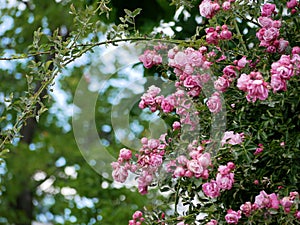 Varietal elite roses bloom in Rosengarten Volksgarten in Vienna. Pink climbing rose flowers