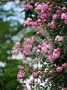 Varietal elite roses bloom in Rosengarten Volksgarten in Vienna. Pink climbing rose flowers